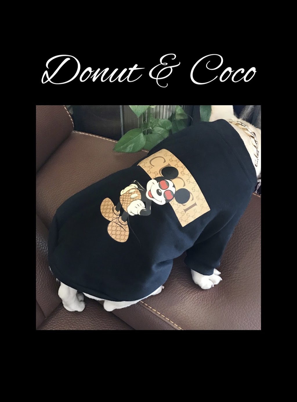 Donut & Coco | pet store | Maidenwell Rd, Ormeau QLD 4208, Australia | 0420946447 OR +61 420 946 447