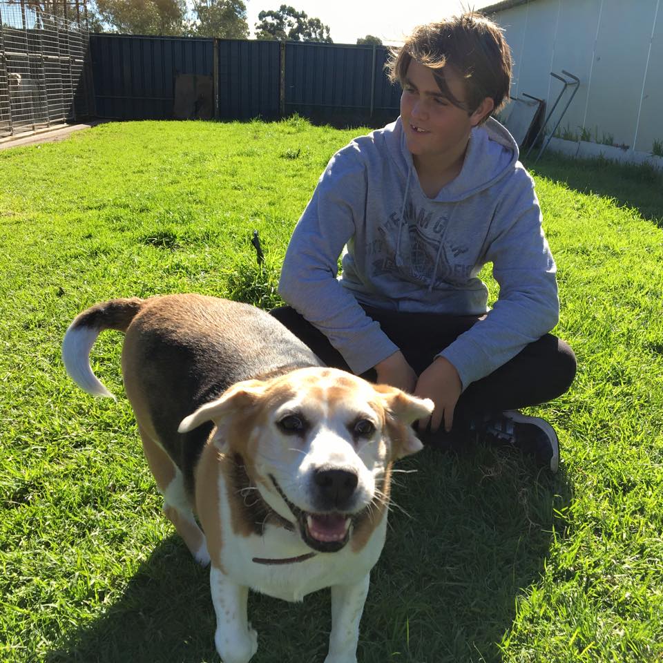 Best Friends Kennels | 44 Windfire Grove, Nambeelup WA 6207, Australia | Phone: 0430 826 290