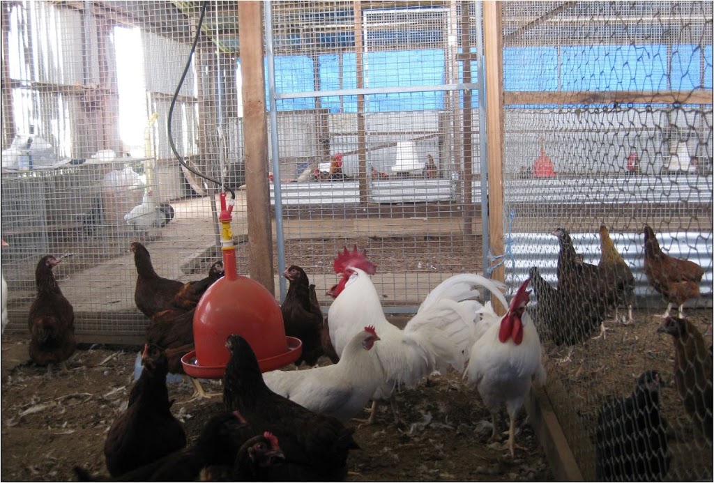 Laymour Poultry Farm | 472 Windsor Rd, Vineyard NSW 2765, Australia | Phone: 407 766 691
