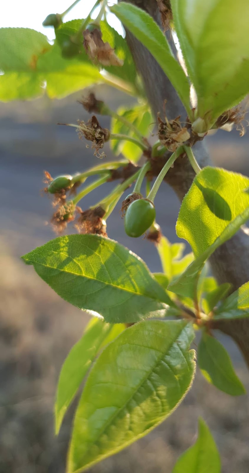 Eves Fresh Produce | food | 213 Rabbit Fence Rd, Cottonvale QLD 4375, Australia | 0435813406 OR +61 435 813 406