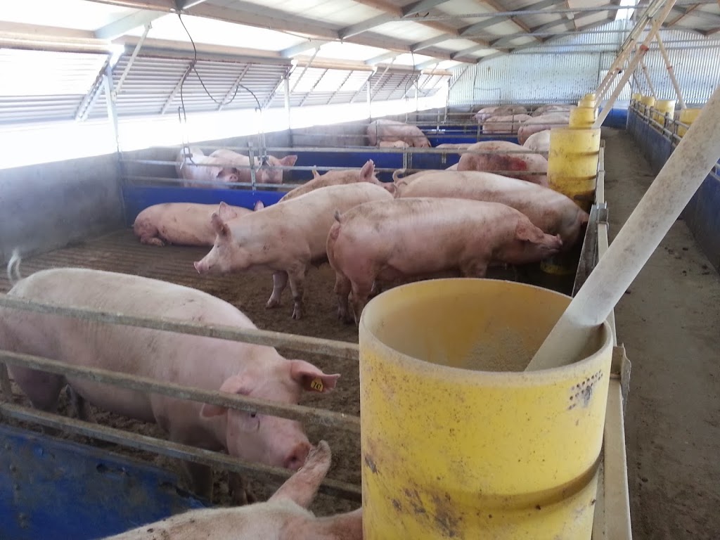 Selko Piggery | Narrandera NSW 2700, Australia | Phone: (02) 6959 9444