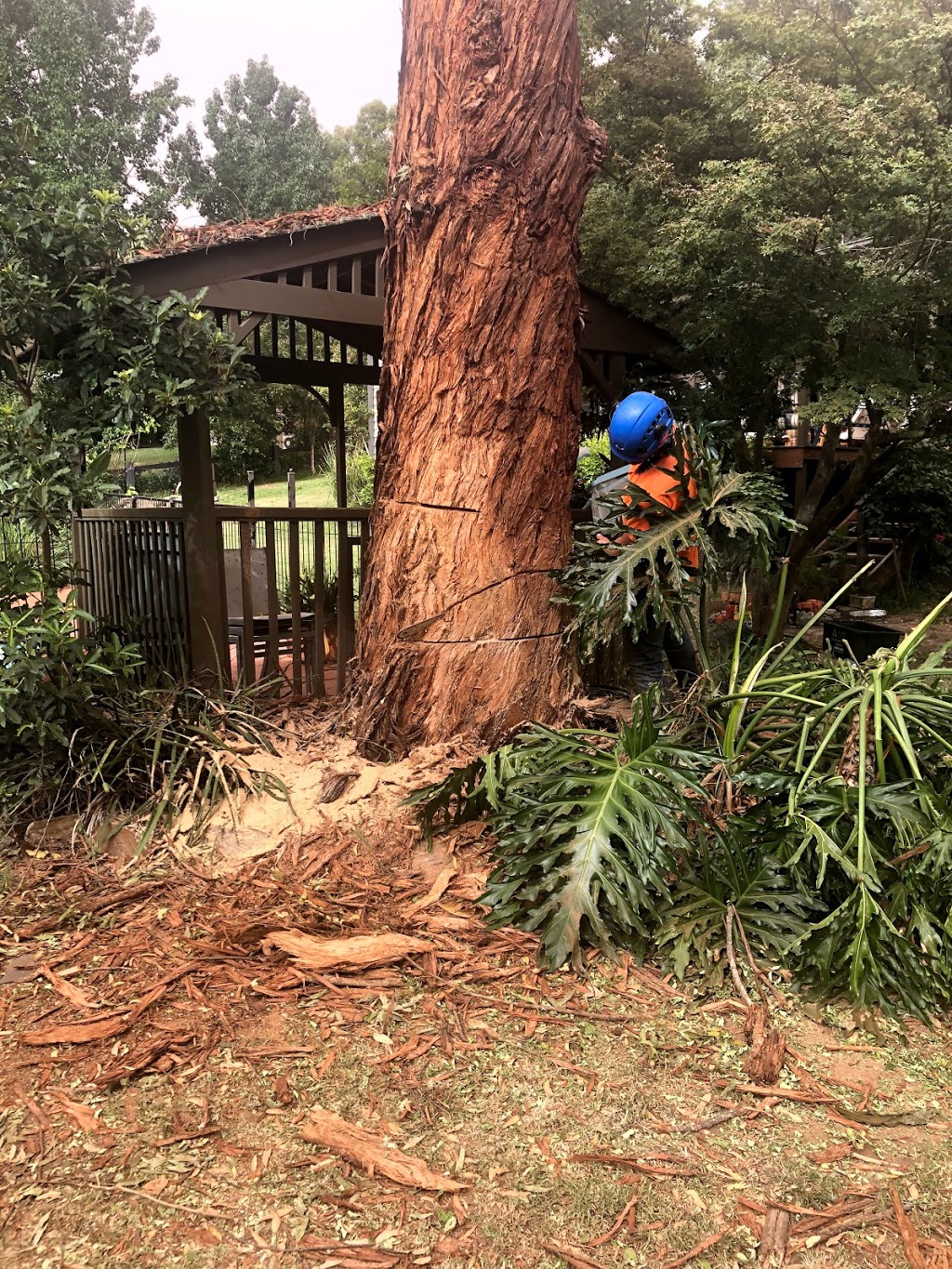 All Access Tree Services | 157 Fisher Rd, Maraylya NSW 2765, Australia | Phone: 0431 036 842