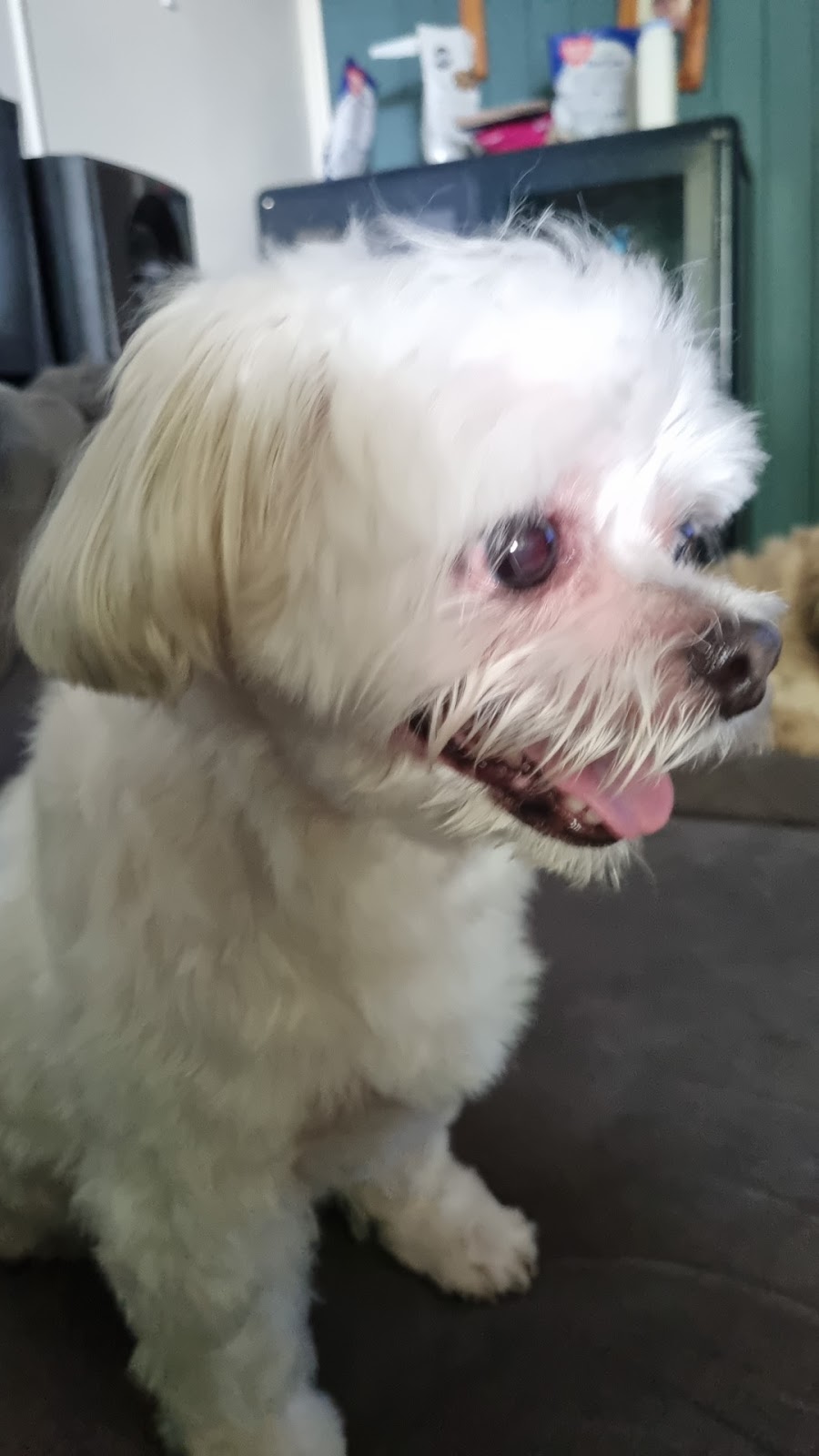 Elite Dog & Cat Grooming | Hibiscus Shopping Centre IGA Centre, 44 Downie Ave, Bucasia QLD 4750, Australia | Phone: 0473 417 513