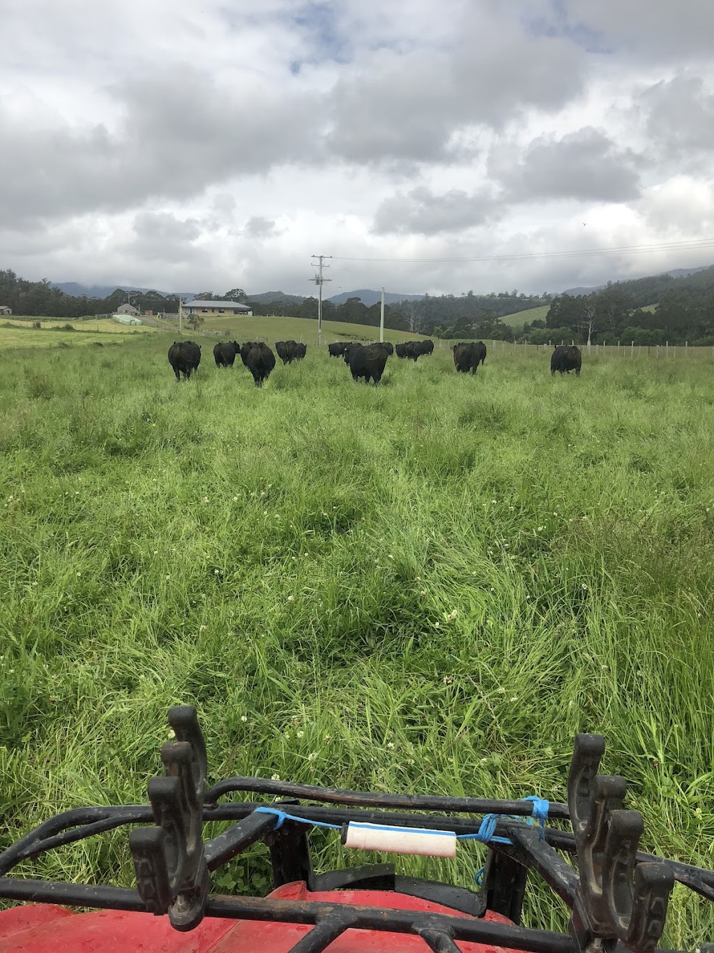 James Glenburn&Tamaroo Angus | 7254 Channel Hwy, Nicholls Rivulet TAS 7112, Australia | Phone: 0499 395 056