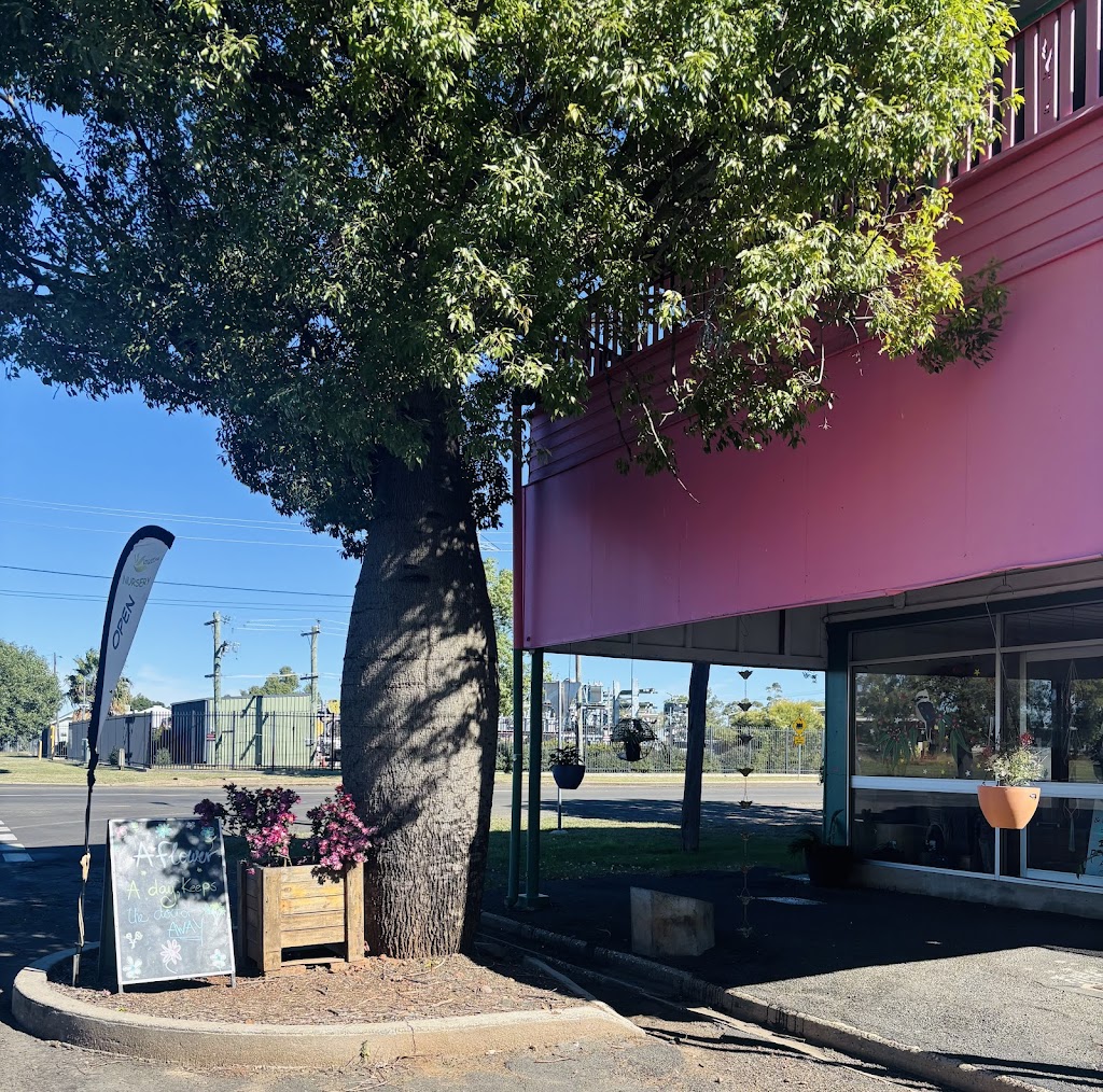 WillEms Nursery | 87 Wyndham St, Roma QLD 4455, Australia | Phone: (07) 4622 5451
