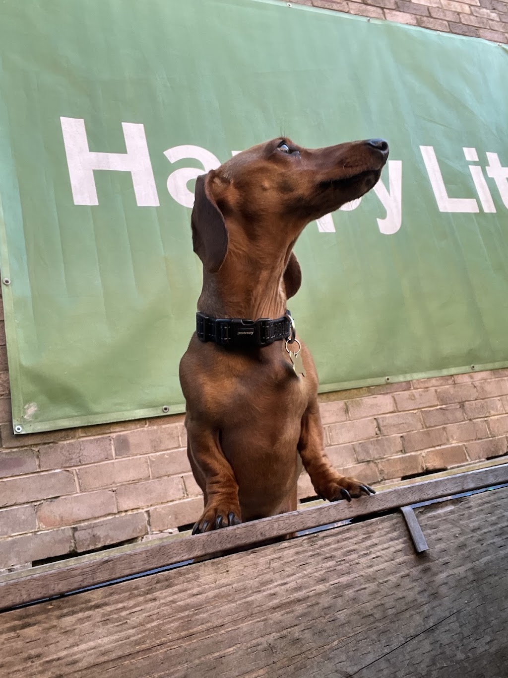 Happy Little Howlers | 23a Luland St, Botany NSW 2019, Australia | Phone: 0452 661 046