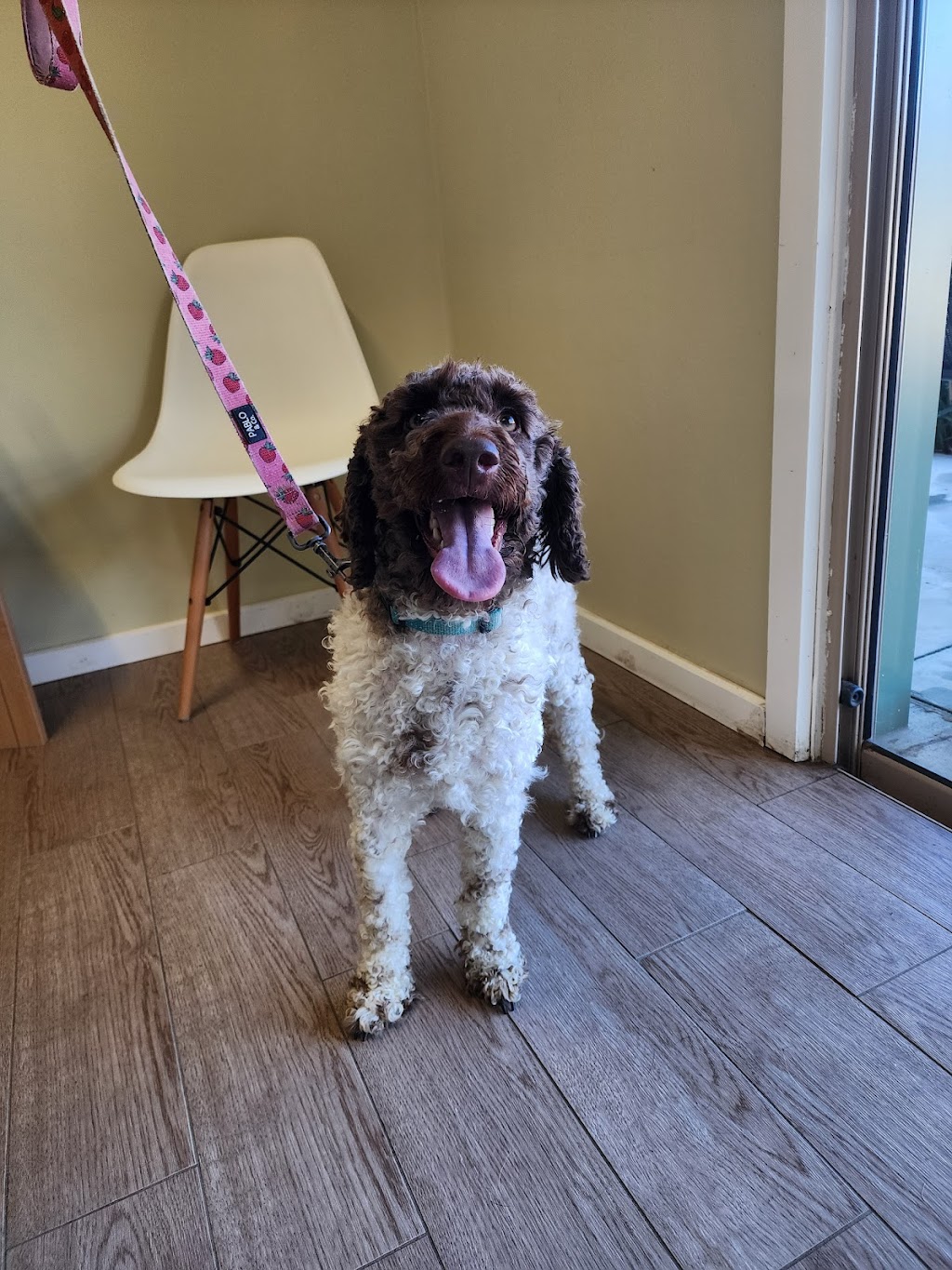 Wonderful Wagz Pet Grooming | 50 Dowell La, Barnawartha North VIC 3691, Australia | Phone: 0437 879 588