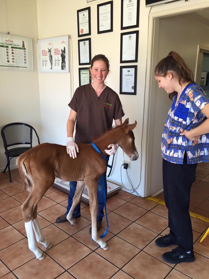 Charters Towers Veterinary Service | 167 Gill St, Queenton QLD 4820, Australia | Phone: (07) 4754 7400