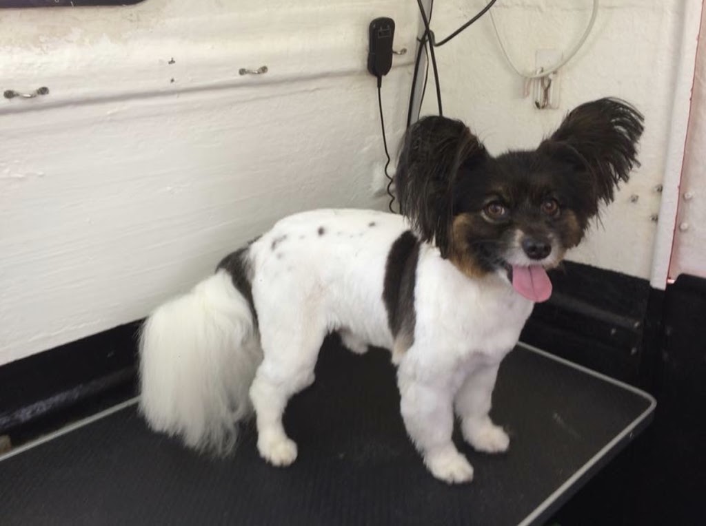 Groomie - Mobile Dog Grooming Salon | 1 Lakeview Dr, Cranebrook NSW 2749, Australia | Phone: 0490 675 409