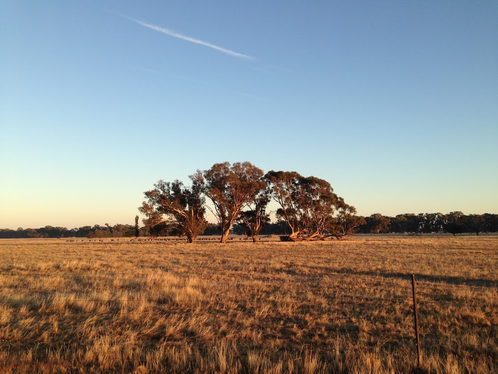 Toland Poll Merino | 1888 Feltrim Rd, Violet Town VIC 3669, Australia | Phone: 0438 981 605