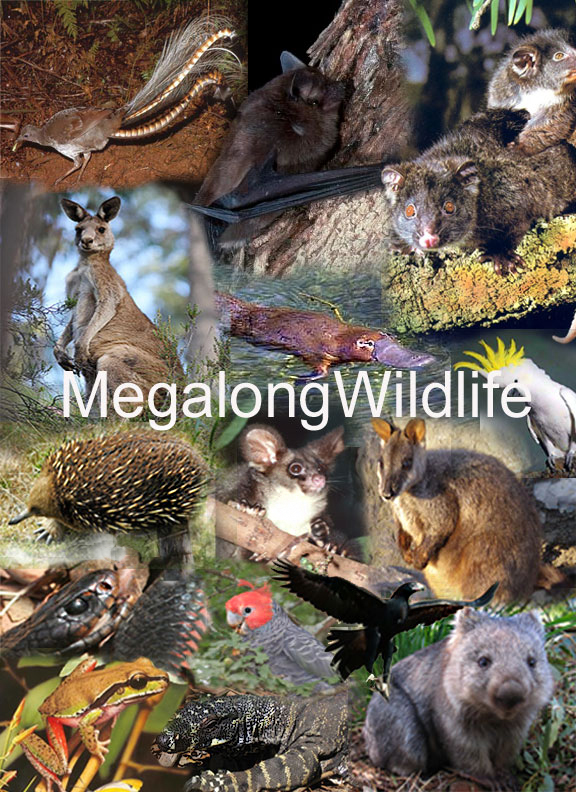 Megalong Farm Camping | 993 Megalong Rd, Megalong Valley NSW 2785, Australia | Phone: 0476 500 007