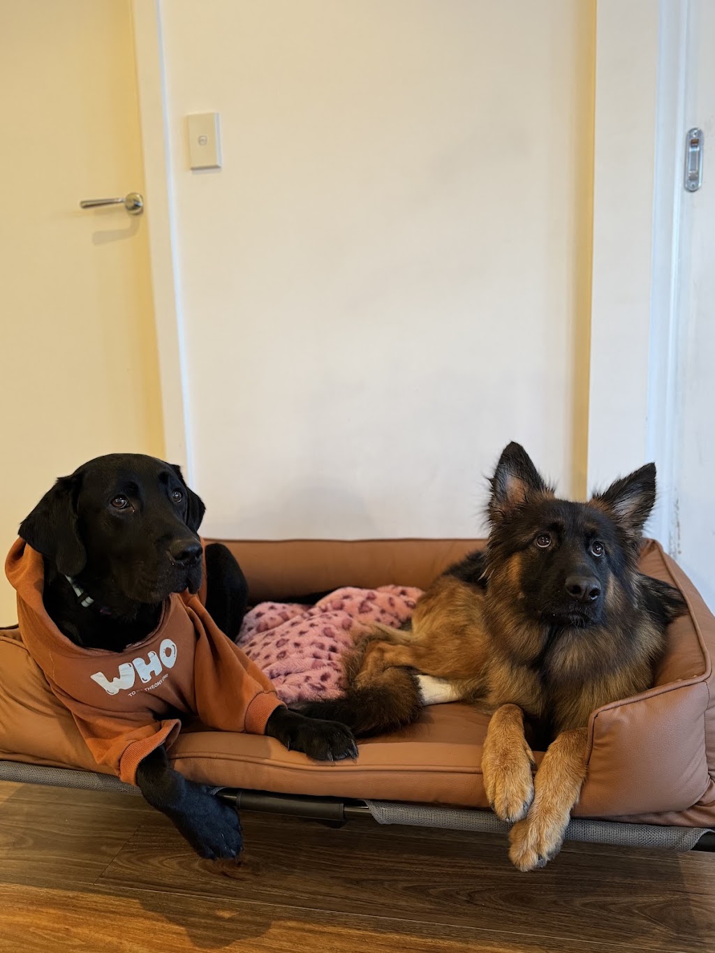 Rambos Pet Grooming | 6 Rae St, Bentleigh East VIC 3165, Australia | Phone: 0468 406 887