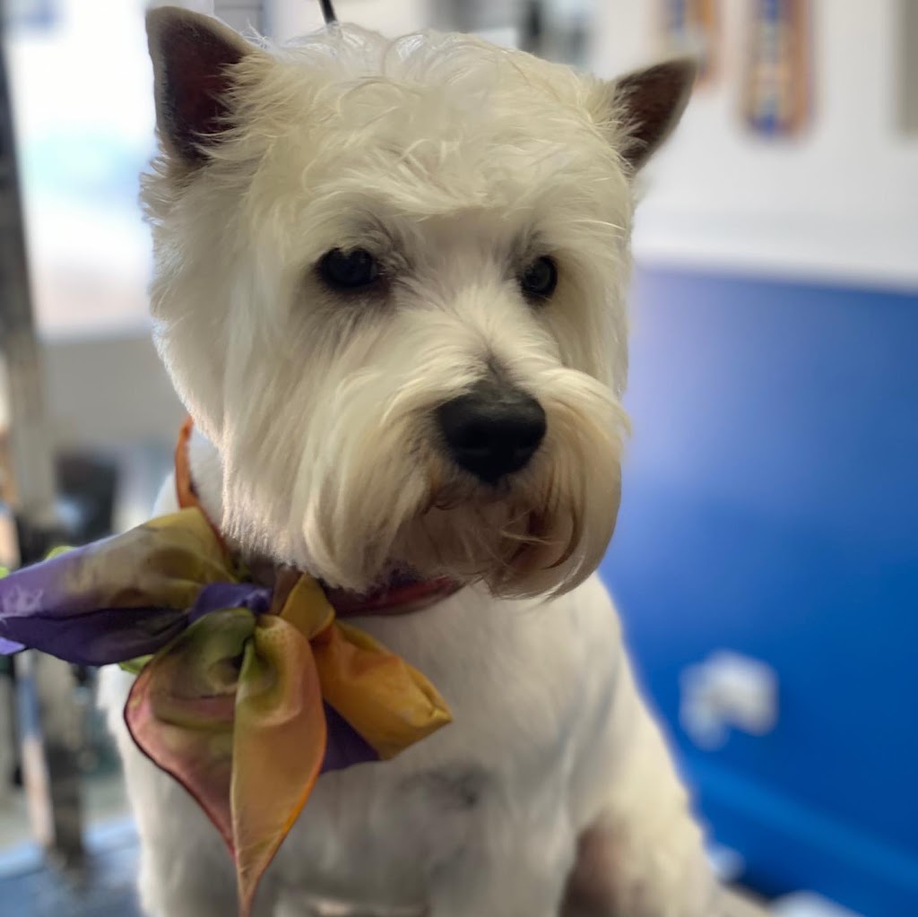 Yass Dog Grooming | 24 Yeo Cres, Yass NSW 2582, Australia | Phone: 0438 067 697