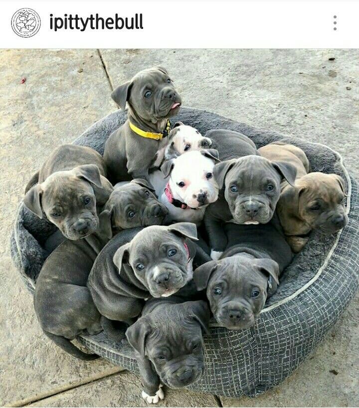 Staffy puppy for adoption | Great Ocean Rd, Lorne VIC 3232, Australia | Phone: 0468 134 315