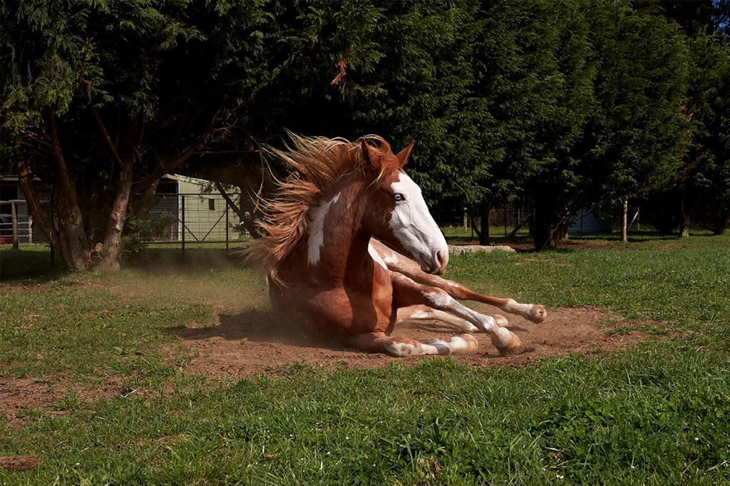 The Horses Gift with Julie Bechu | health | 46 Punkalla Tilba Rd, Central Tilba NSW 2546, Australia | 0430788951 OR +61 430 788 951