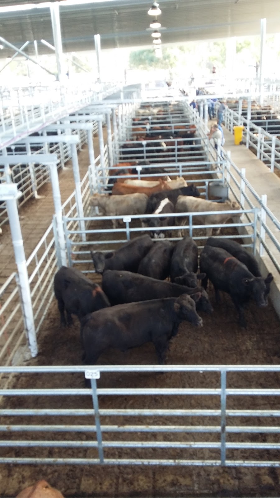 Hunter Regional Livestock Exchange - HRLX | 56 Gresford Rd, Clydesdale NSW 2330, Australia | Phone: 0436 928 063