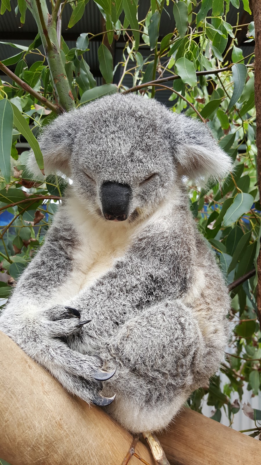 Oakvale Wildlife Park | zoo | 3 Oakvale Dr, Salt Ash NSW 2318, Australia | 0249826222 OR +61 2 4982 6222