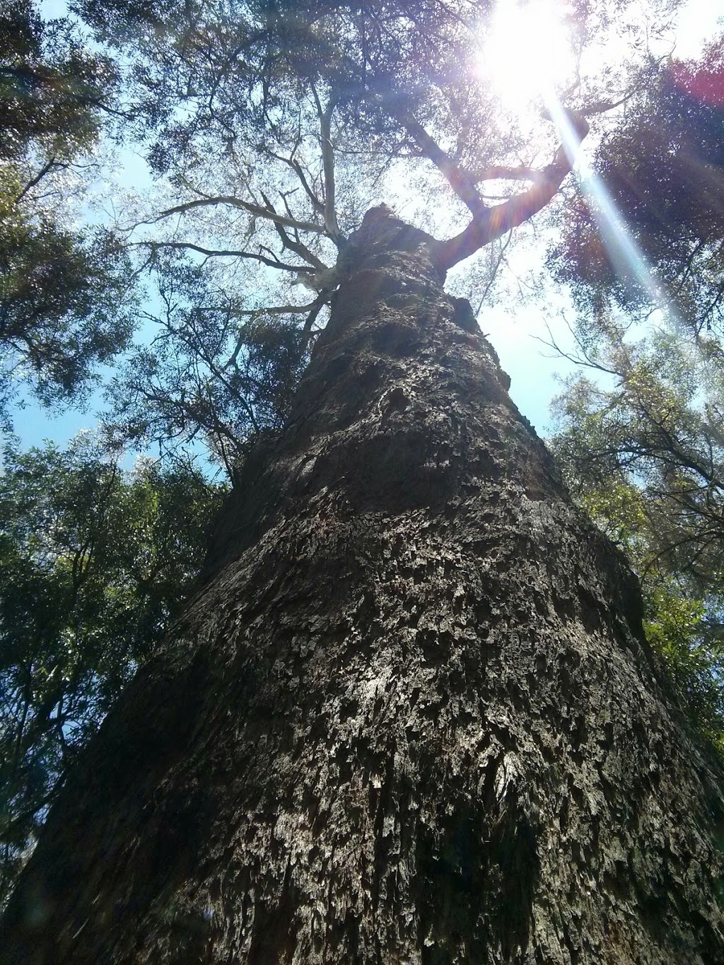 Yarrawa State Forest | Robertson NSW 2577, Australia