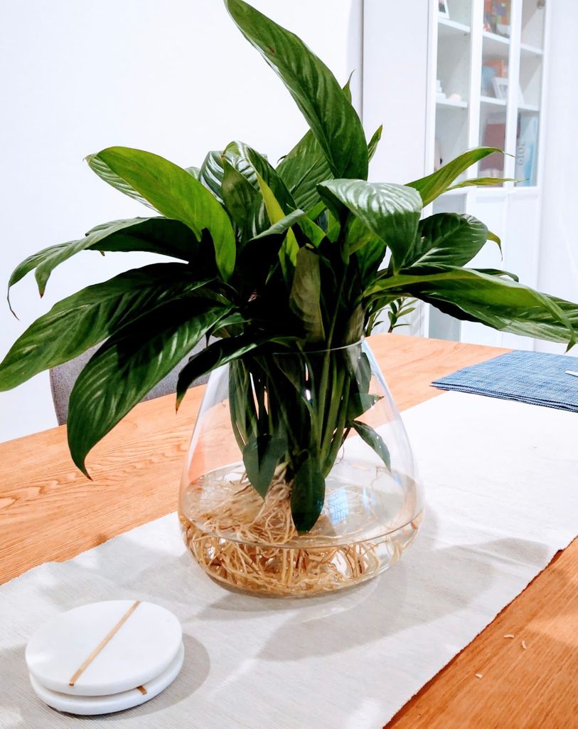 Zen indoor plants | 29a Duke St, Canley Heights NSW 2166, Australia | Phone: 1300 755 093