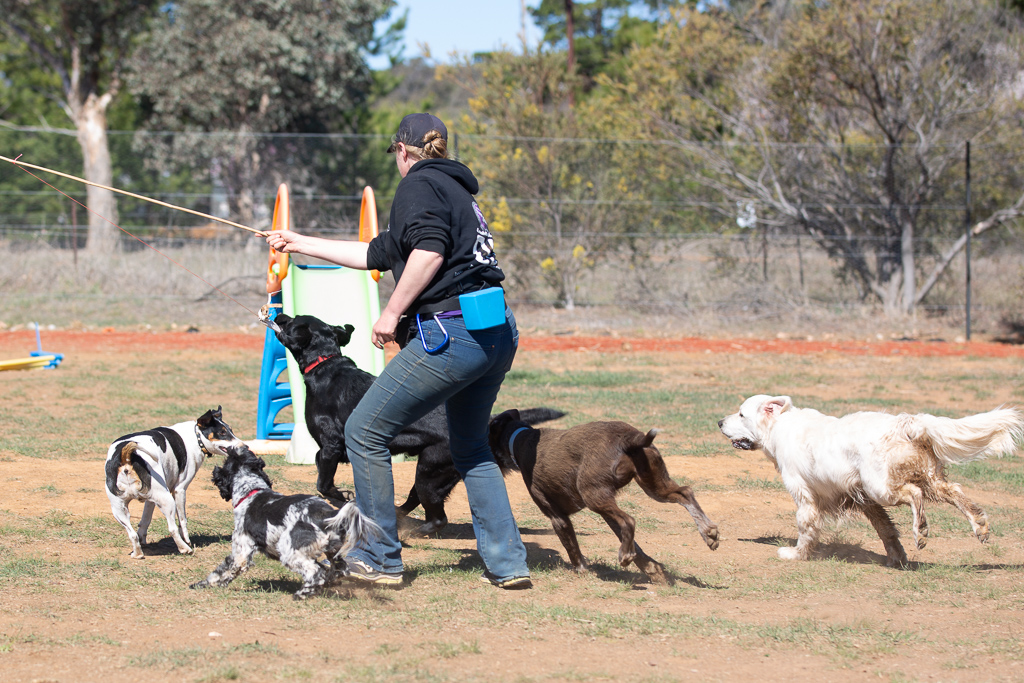 Pups4Fun Canberra - GROOMING DAYCARE TRAINING | 5/8-18 Fisher Square, Fisher ACT 2611, Australia | Phone: (02) 6287 3955