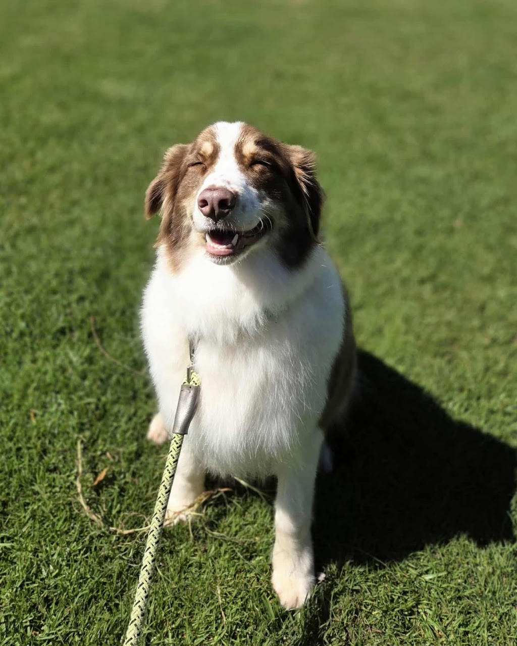 Botanipaws Spa | 122 Alstonvale Rd, Alstonvale NSW 2477, Australia | Phone: 0477 006 431