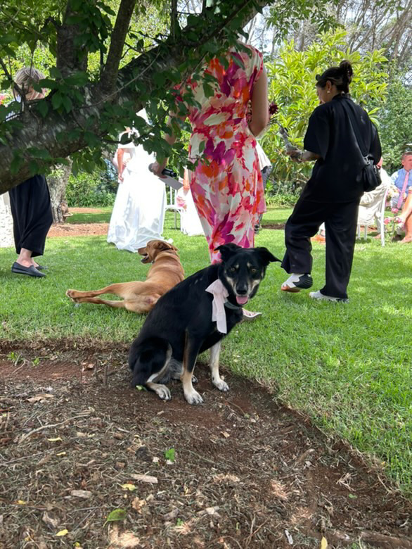 Love with Paws Weddings | 12B Como Ave, Burrill Lake NSW 2539, Australia | Phone: 0414 078 442