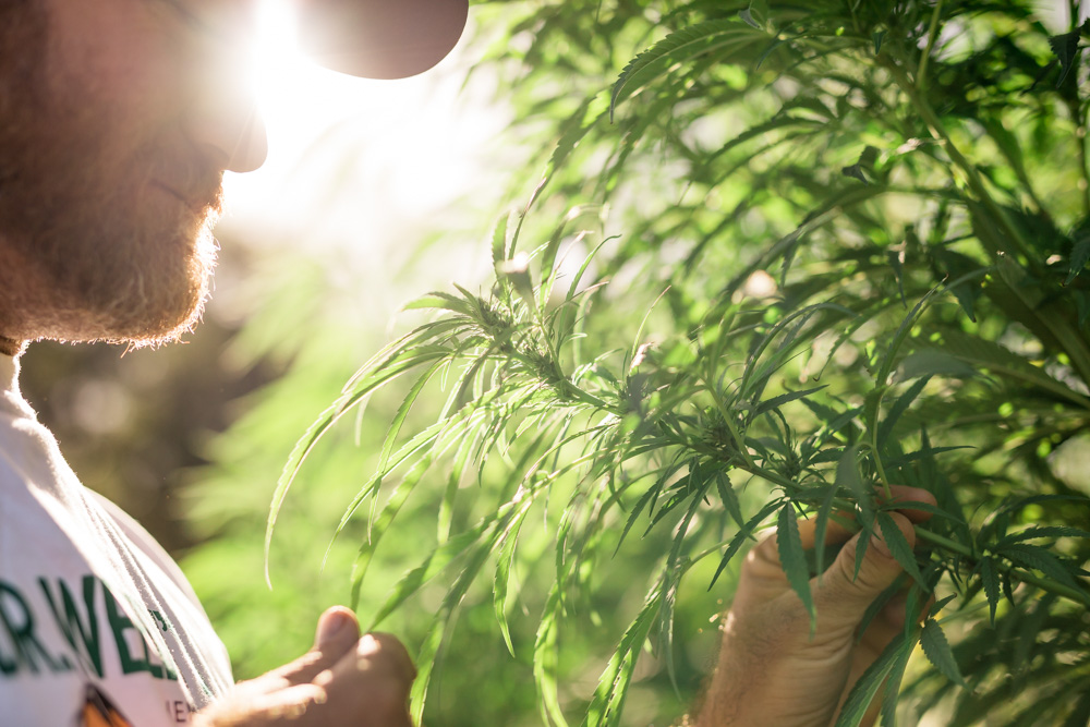 Vasse Valley Hemp Farm | Origins Market, 86 West St, Busselton WA 6280, Australia | Phone: 0468 456 755