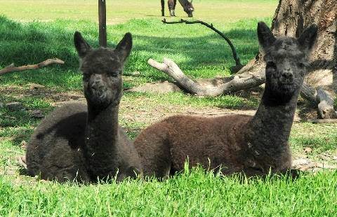 Manna-Gum Farm Alpacas | 3084 Donald-Stawell Rd, Banyena VIC 3388, Australia | Phone: 0427 592 388