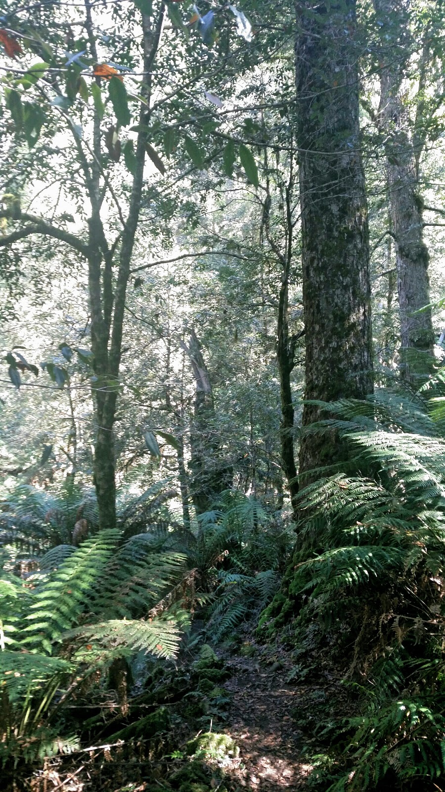 Barrington Tops National Park | New South Wales, Australia | Phone: (02) 6538 5300