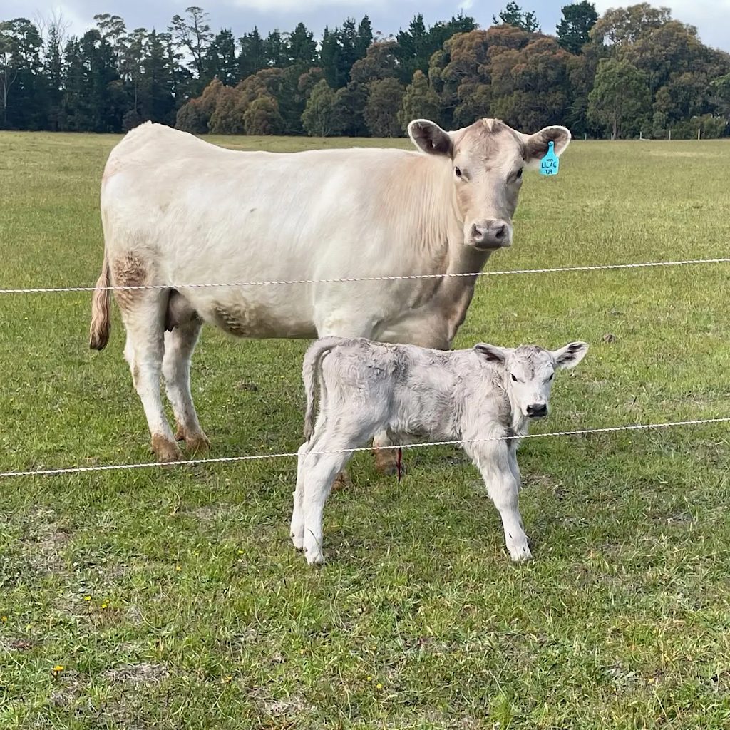 Ferguson Livestock | 306 Snake Valley-Chepstowe Rd, Snake Valley VIC 3351, Australia | Phone: 0412 144 625
