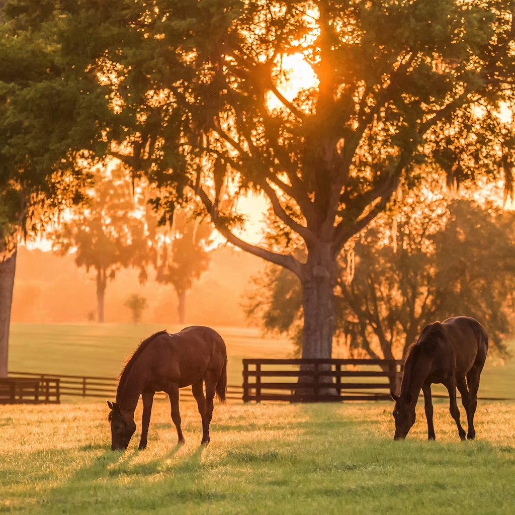 Epona Enterprises | 185 Beaumonts Rd, Deer Vale NSW 2453, Australia | Phone: 0404 493 043