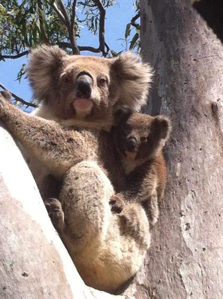 Ride the Koalas | tourist attraction | Cnr Seventh And, Sixth Ave, Raymond Island VIC 3880, Australia | 0434860671 OR +61 434 860 671
