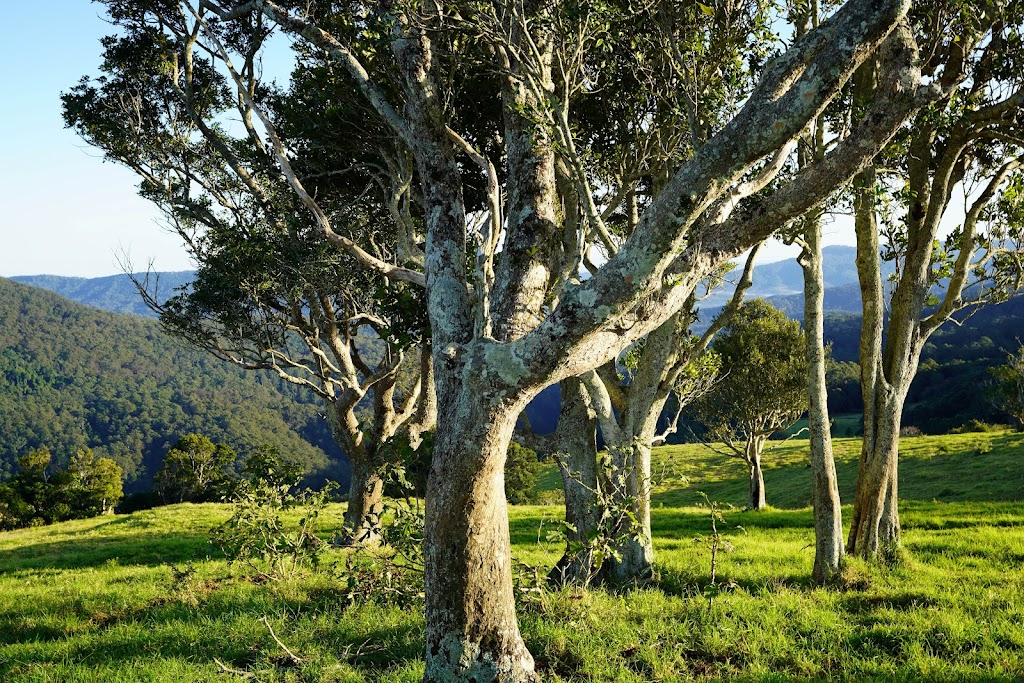 The Wagon Stop Wellness Farm | 1320 Beechmont Rd, Beechmont QLD 4211, Australia | Phone: 0468 948 447