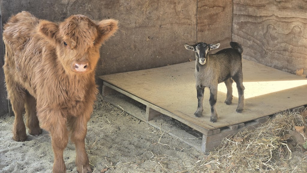 Little Sherwood Drouin Petting Zoo & Cottages | 315 Fisher Rd, Drouin West VIC 3818, Australia | Phone: 0411 498 990