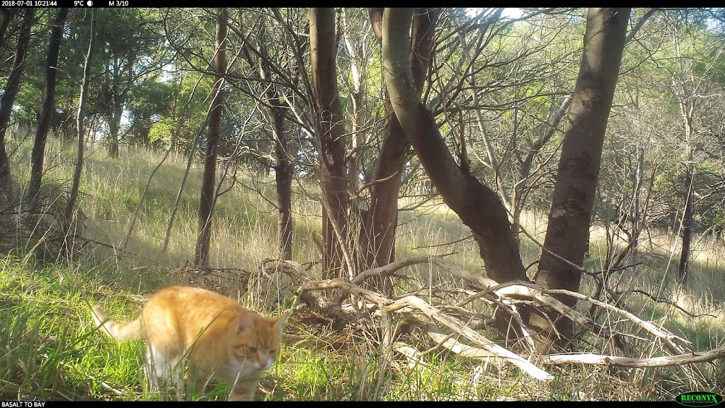 Basalt to Bay Landcare Network | Historic Railway Station, Bourke Ave, Koroit VIC 3282, Australia | Phone: 0408 712 713