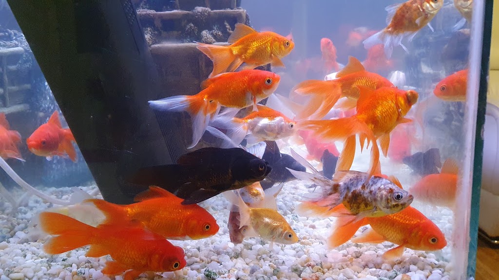 Roxburgh Aquarium | pet store | 7 Thurmand Ct, Roxburgh Park VIC 3064, Australia | 0435992303 OR +61 435 992 303