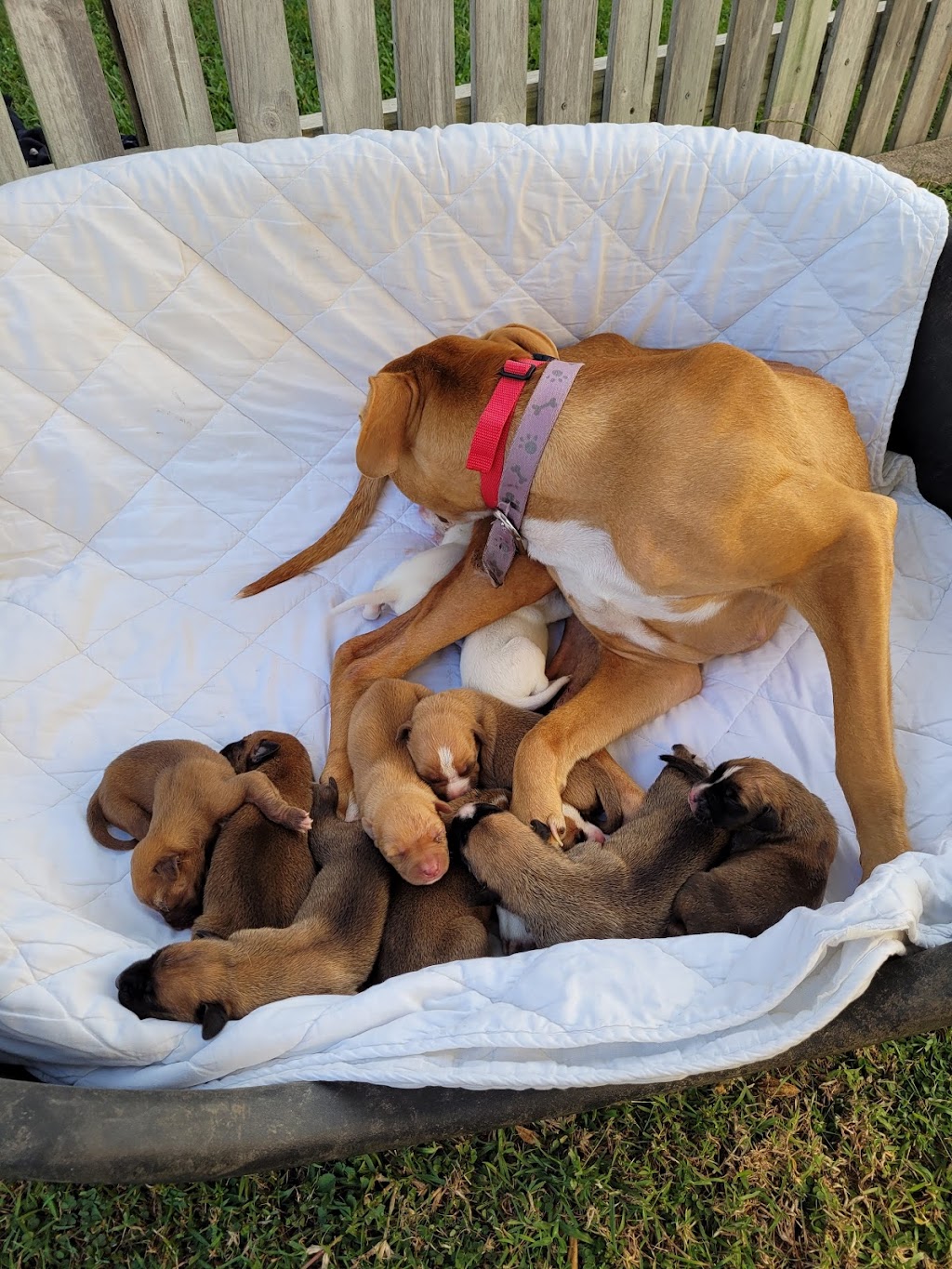 Helping Hands Animals Rescue Bowen Inc. | 1 Herbert St, Bowen QLD 4805, Australia | Phone: 0459 538 093