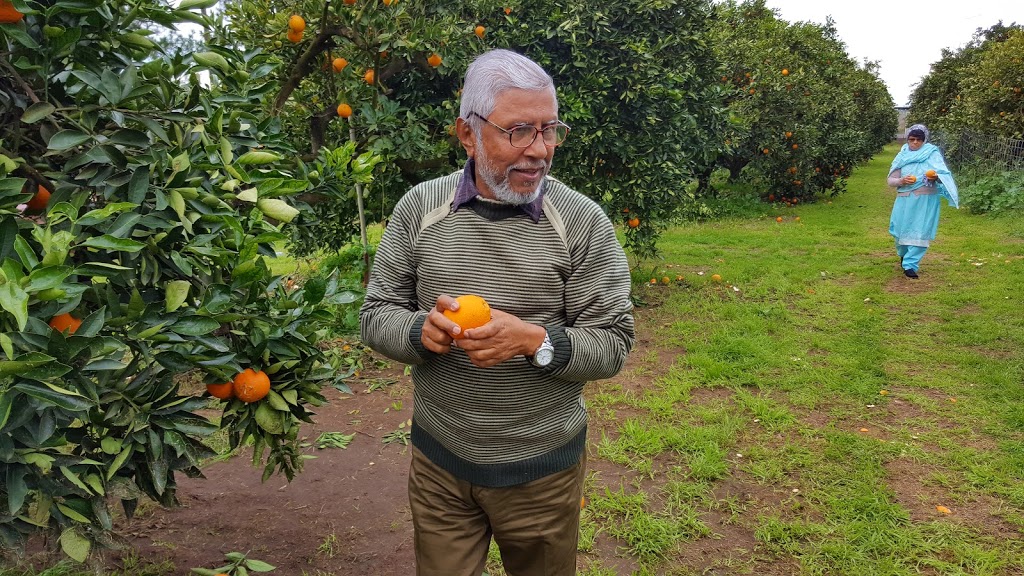 Schofields Orange Orchard | 42 Yarramundi Ln, Agnes Banks NSW 2753, Australia | Phone: 0411 119 701