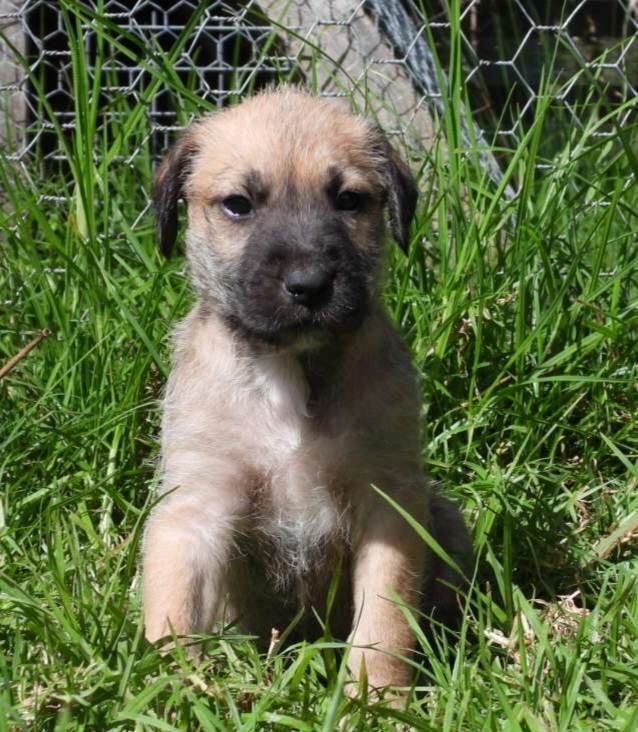Narira Wolfhounds | 9914 Princes Hwy, Cobargo NSW 2550, Australia | Phone: 0449 902 999