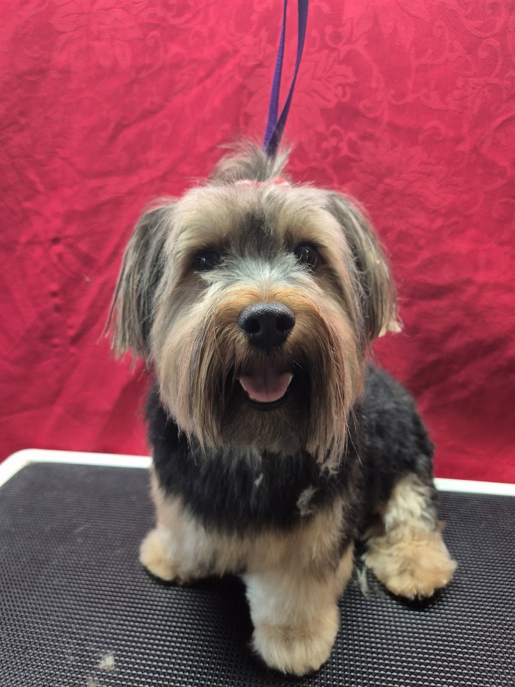 Emmas Puppy Parlour | 48A Stewards Dr, Stream Hill NSW 2526, Australia | Phone: 0414 249 707