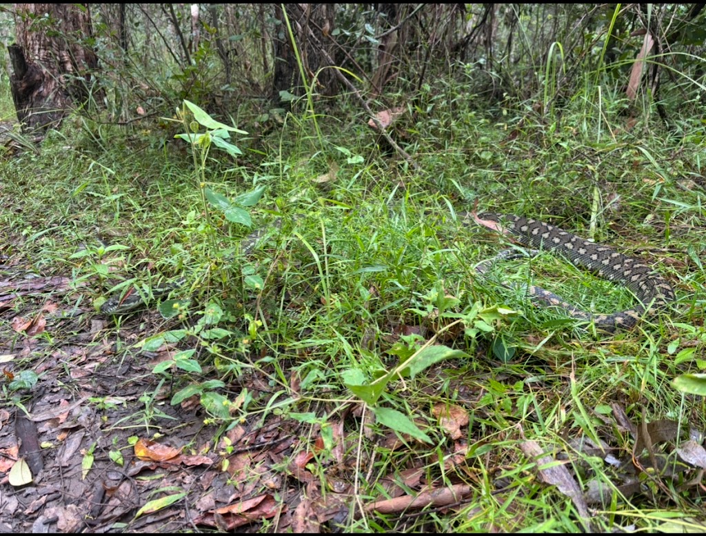 Conserve AU- Reptile Relocations & Education | 20 Ascot Cres, Samford Valley QLD 4520, Australia | Phone: 0459 468 450