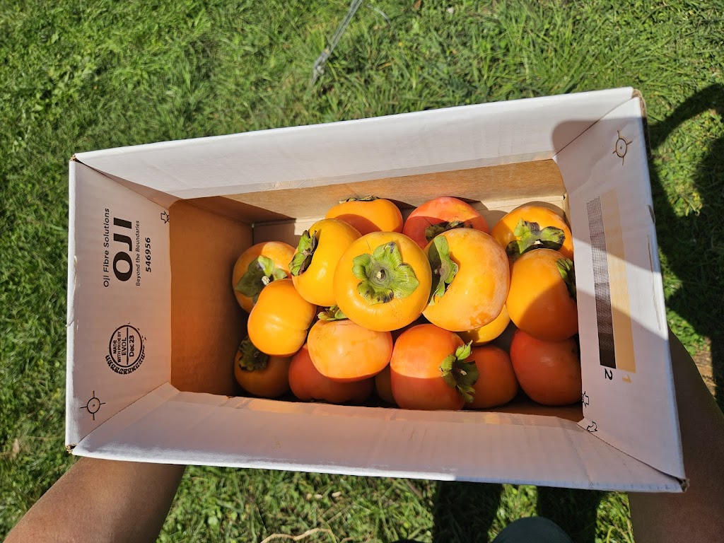 Mount Blue | 108 Valley Ridges Rd, Bilpin NSW 2758, Australia | Phone: 0438 172 849