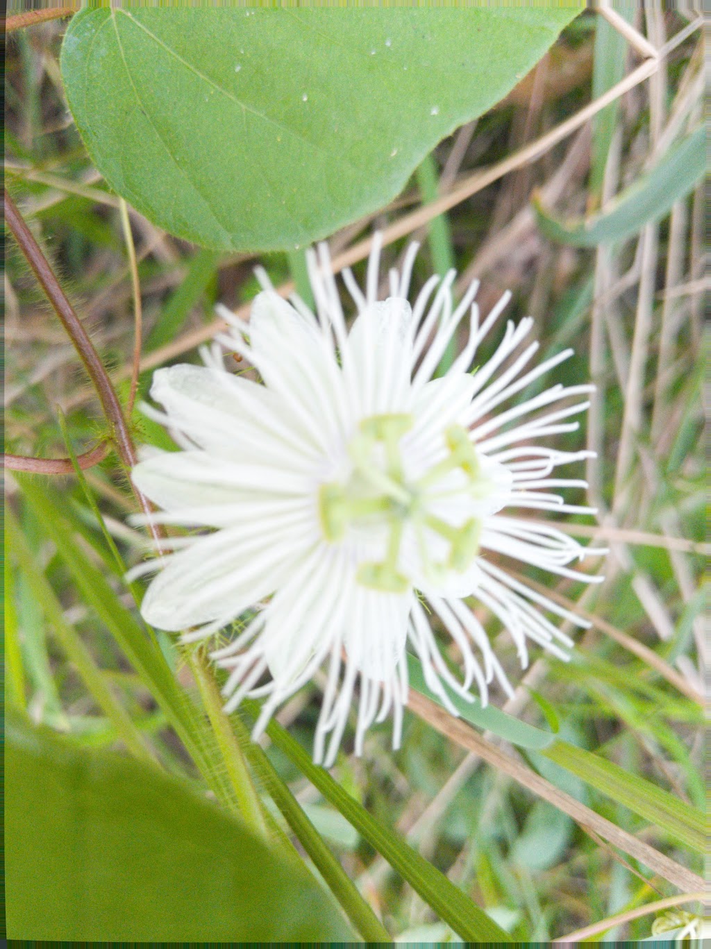 Police Paddock Conservation Park | park | Tinana QLD 4650, Australia