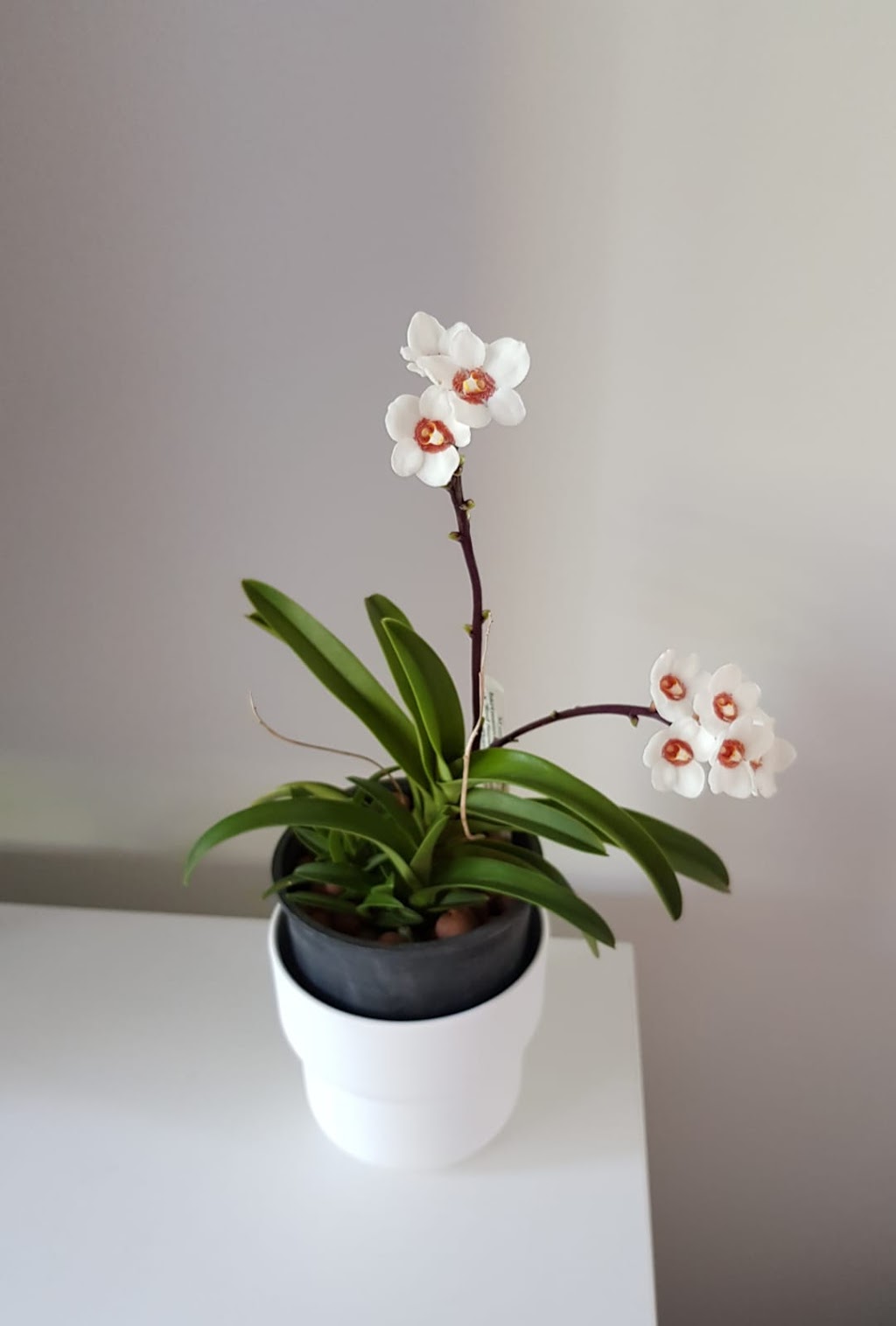 Lyttle Orchid Clones | 5 Swifte Ct, Aberfoyle Park SA 5159, Australia | Phone: 0457 818 618