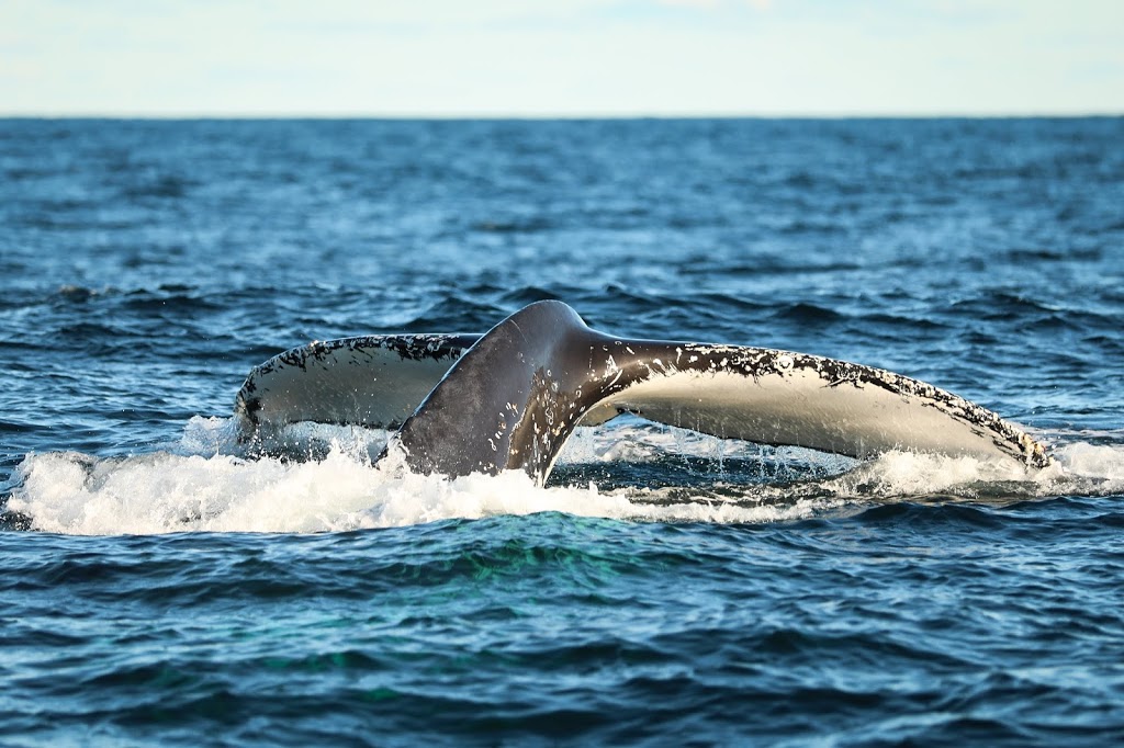 Cronulla Whale Watching | travel agency | Berth 2, 2 Tonkin St, Cronulla NSW 2230, Australia | 0455226227 OR +61 455 226 227