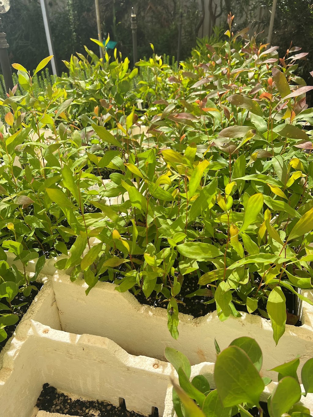 Goulburn Valley Tree Group | 6 Kerferd St, Tatura VIC 3616, Australia | Phone: 0400 059 765