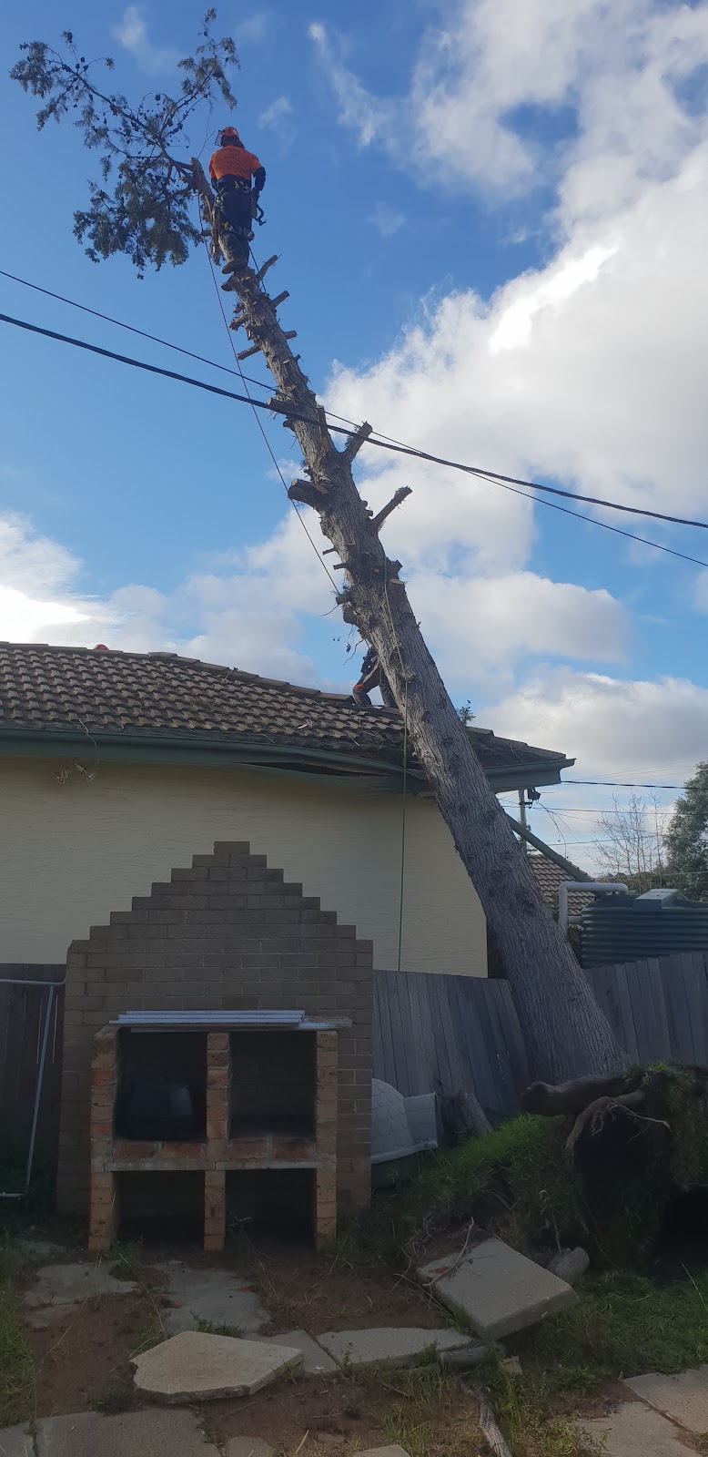 Lances Tree Care | 58 Kinabalu Dr, Tamborine Mountain QLD 4272, Australia | Phone: 0419 181 919