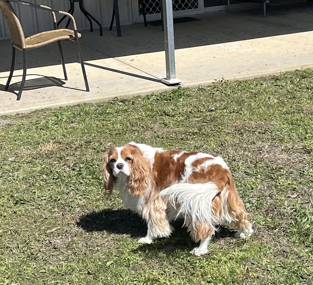 Cocobo paws 4 life | The Driftway, Richmond NSW 2753, Australia | Phone: 0404 824 906