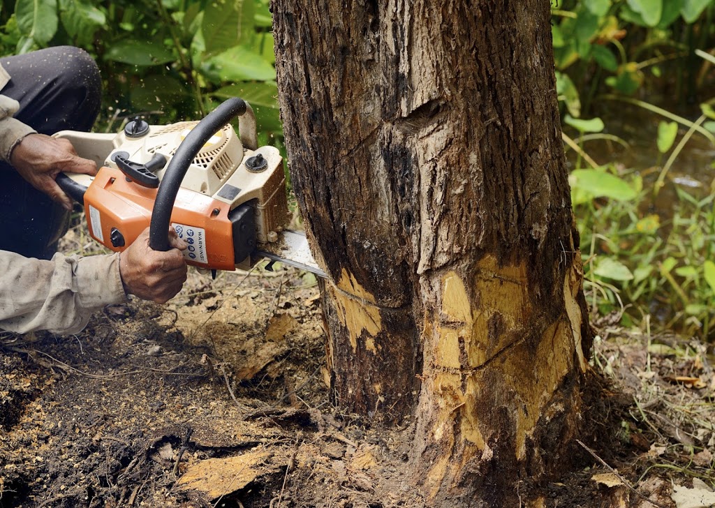 Gold Coast Tree Removal | 19 Taree St, Burleigh Heads QLD 4221, Australia | Phone: (07) 5655 7608