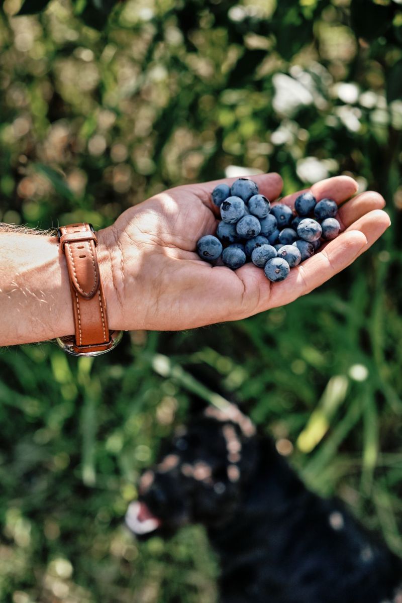 Higgins Creek Farm | 2553 Princes Hwy, Cockwhy NSW 2539, Australia | Phone: 0422 403 501